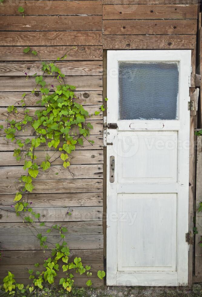 magnifique porte avec lierre photo