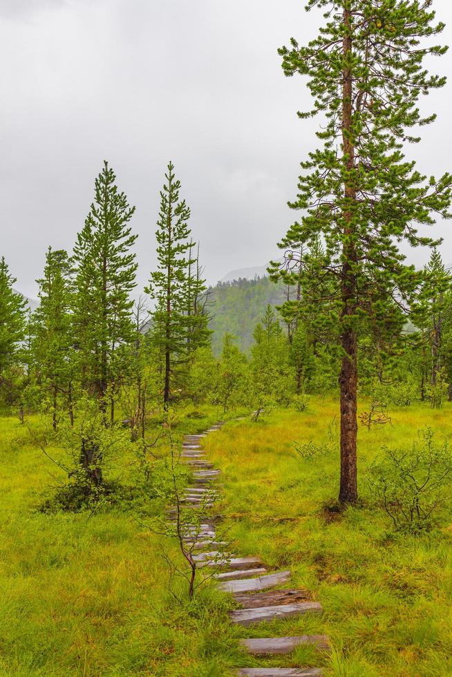 sentiers de randonnée dans la nature norvégienne à travers les forêts des montagnes utladalen norvège. photo