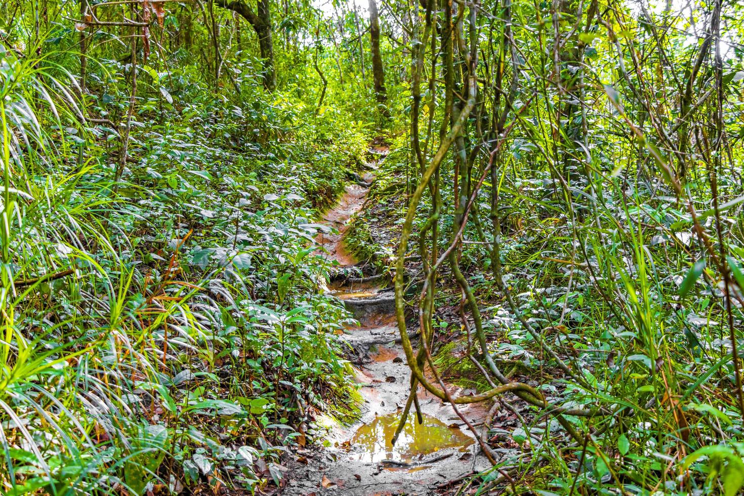 sentier de randonnée dans la forêt tropicale naturelle de la jungle ilha grande brésil. photo