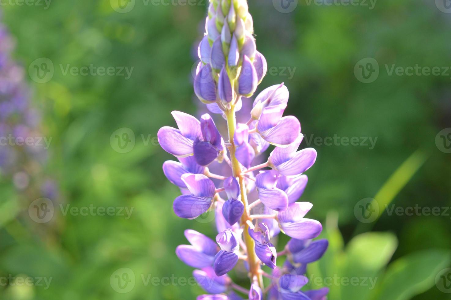 gros plan de fleurs de forêt d'arrière-plans de couleurs différentes photo