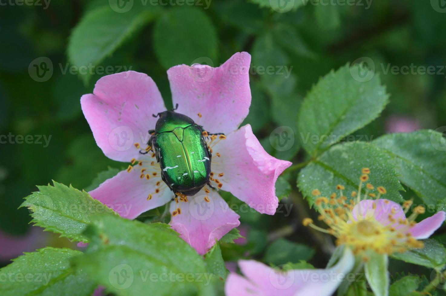 gros plan de fleurs de forêt d'arrière-plans de couleurs différentes photo