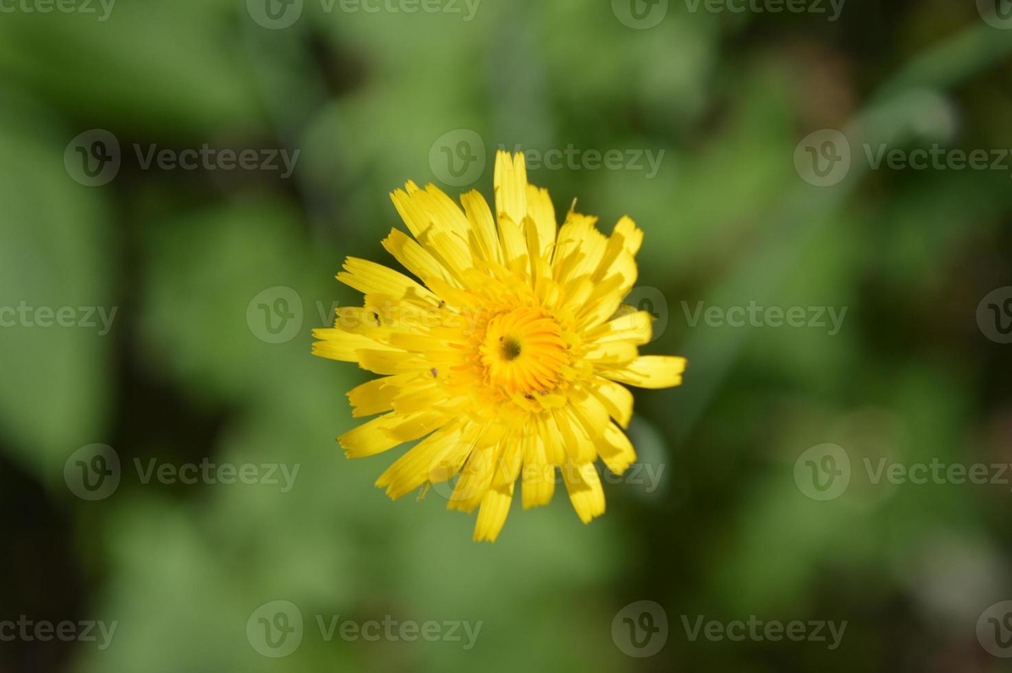 gros plan de fleurs de forêt d'arrière-plans de couleurs différentes photo