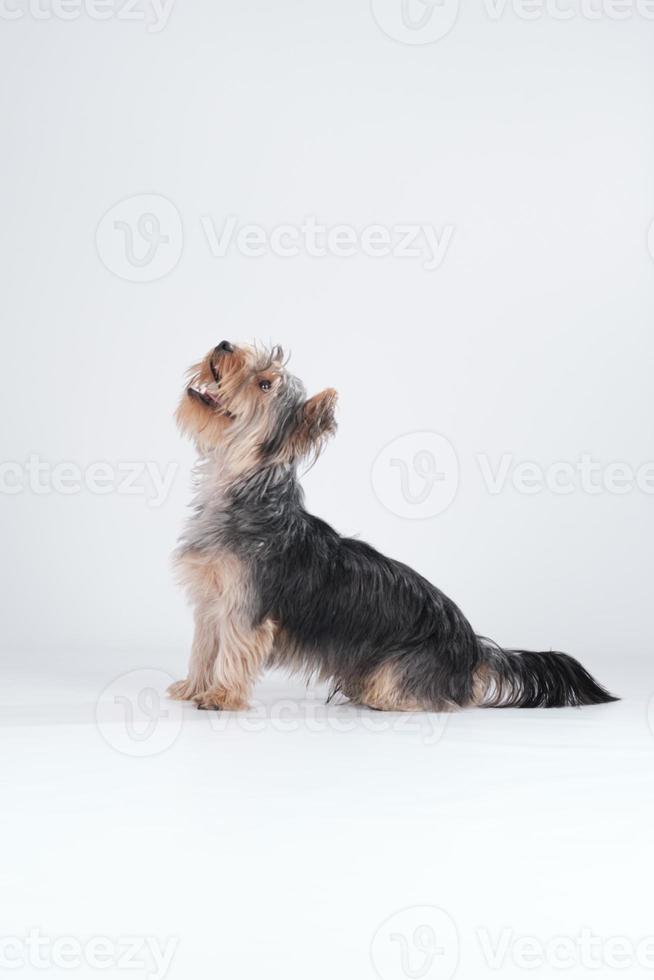 shire terrier sur fond blanc avec des cheveux photo