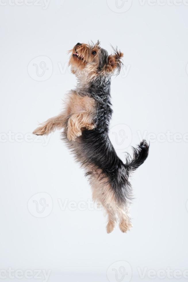 shire terrier sur fond blanc avec des cheveux photo