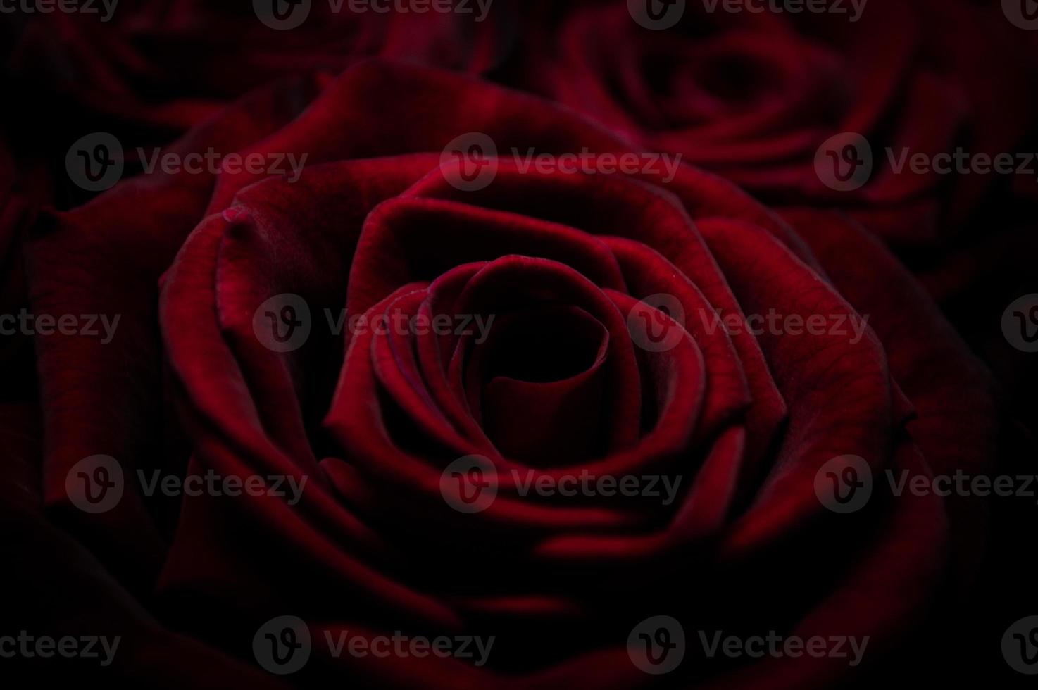 roses rouges fond gros plan texture de fleurs photo