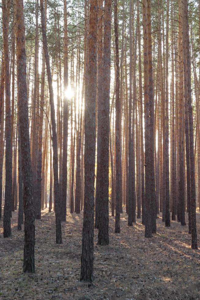 forêt de pins dans les rayons du soleil couchant. photo
