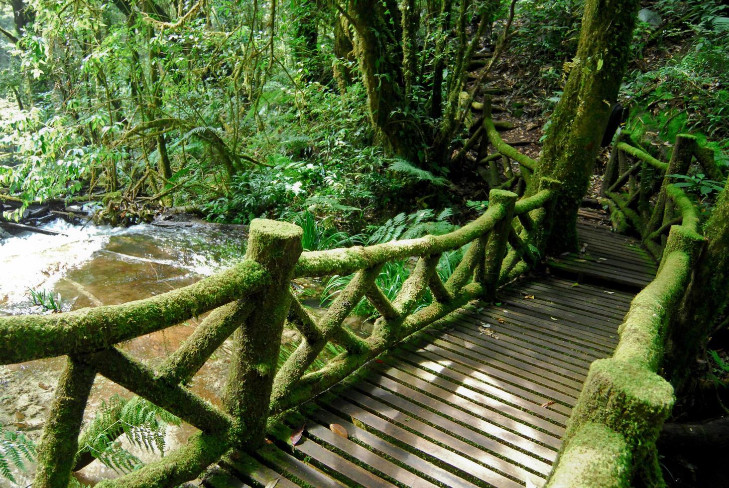 pont en bois dans le fond de la jungle photo