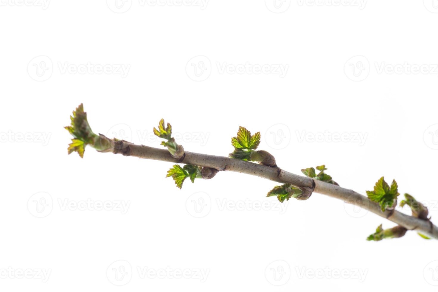 branche avec Jeune groseille feuilles sur blanc Contexte photo