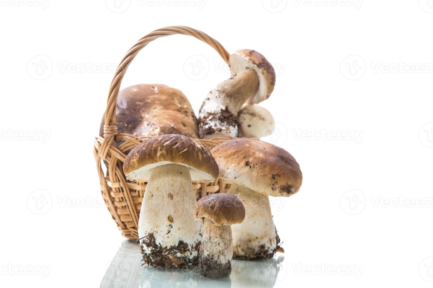 tas de Frais récolté forêt champignons dans panier photo