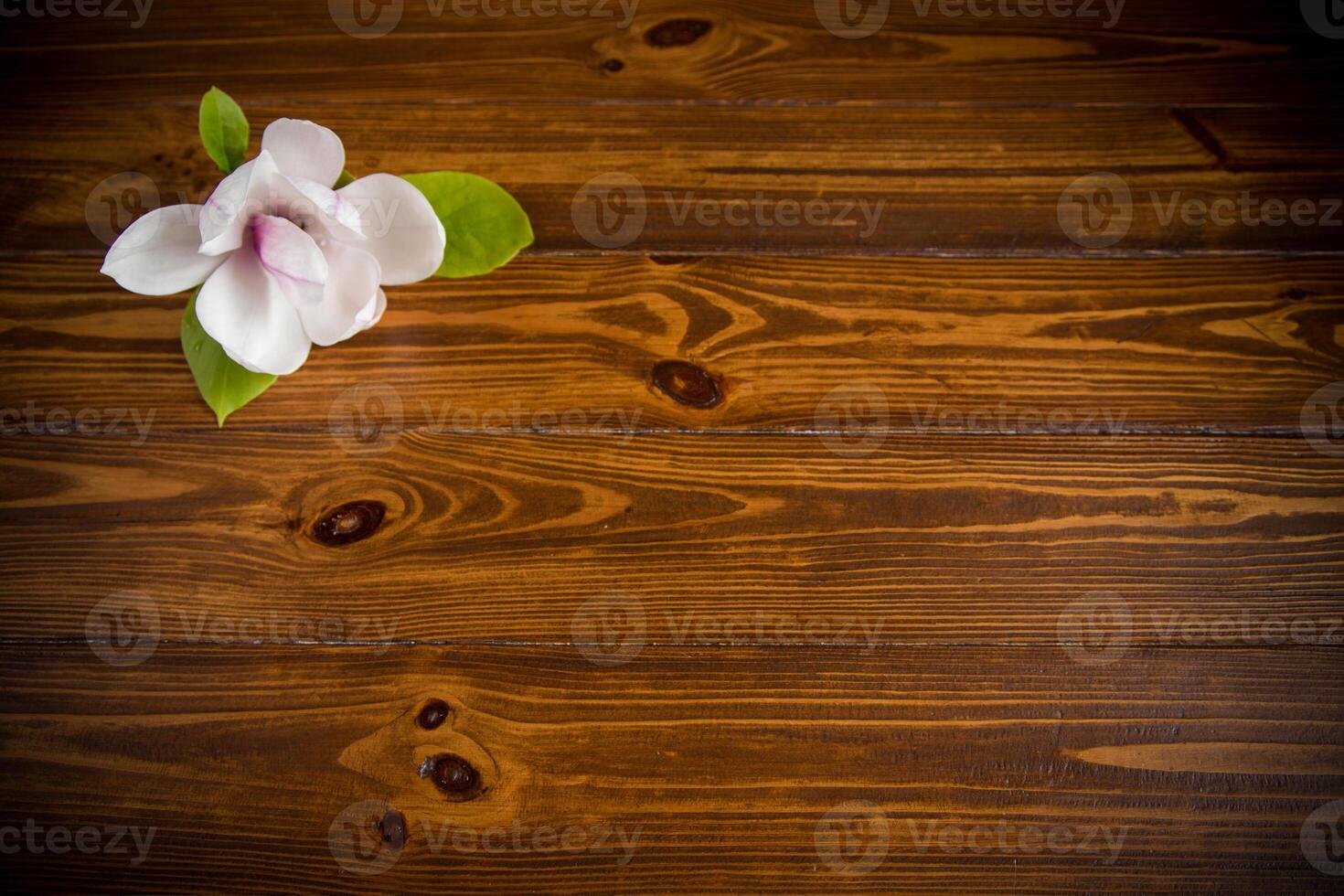 un rose fleur sur une branche de épanouissement magnolia sur une en bois table photo