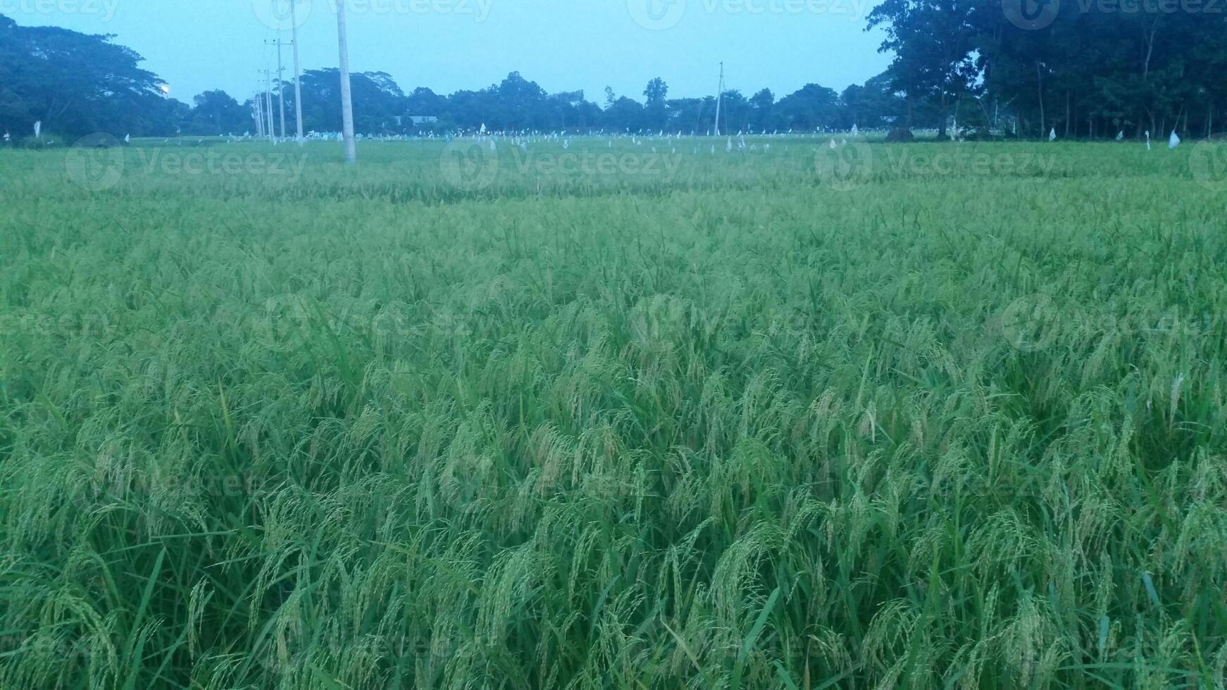 le beauté de une grain de riz photo