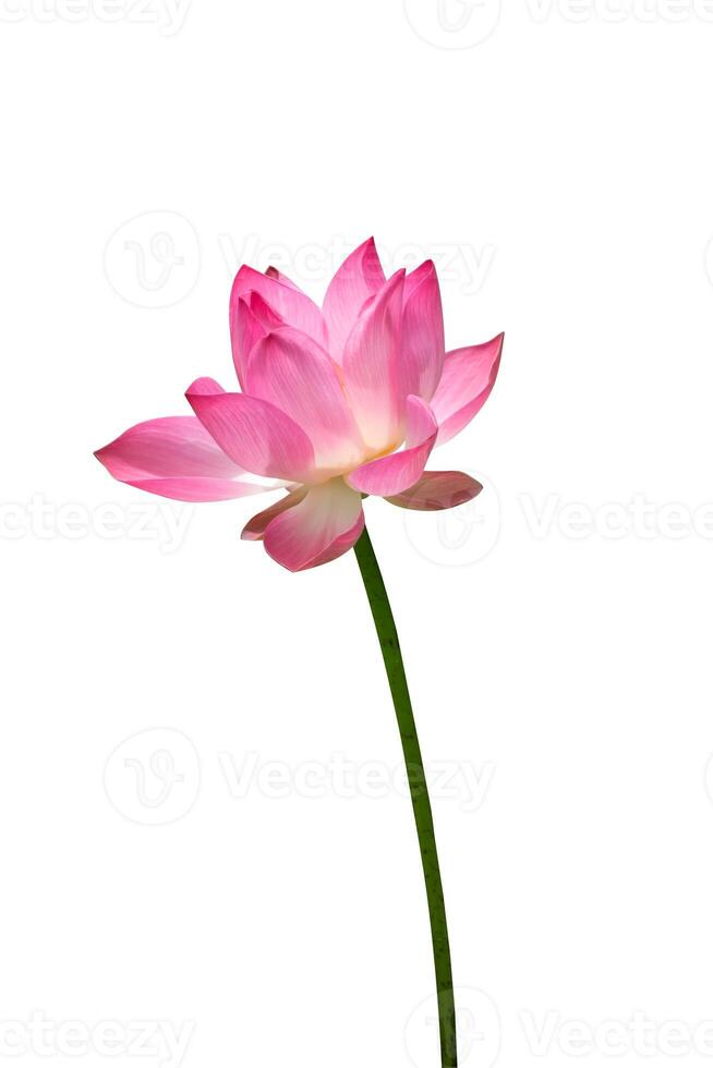 lotus sur isoler blanc Contexte. photo