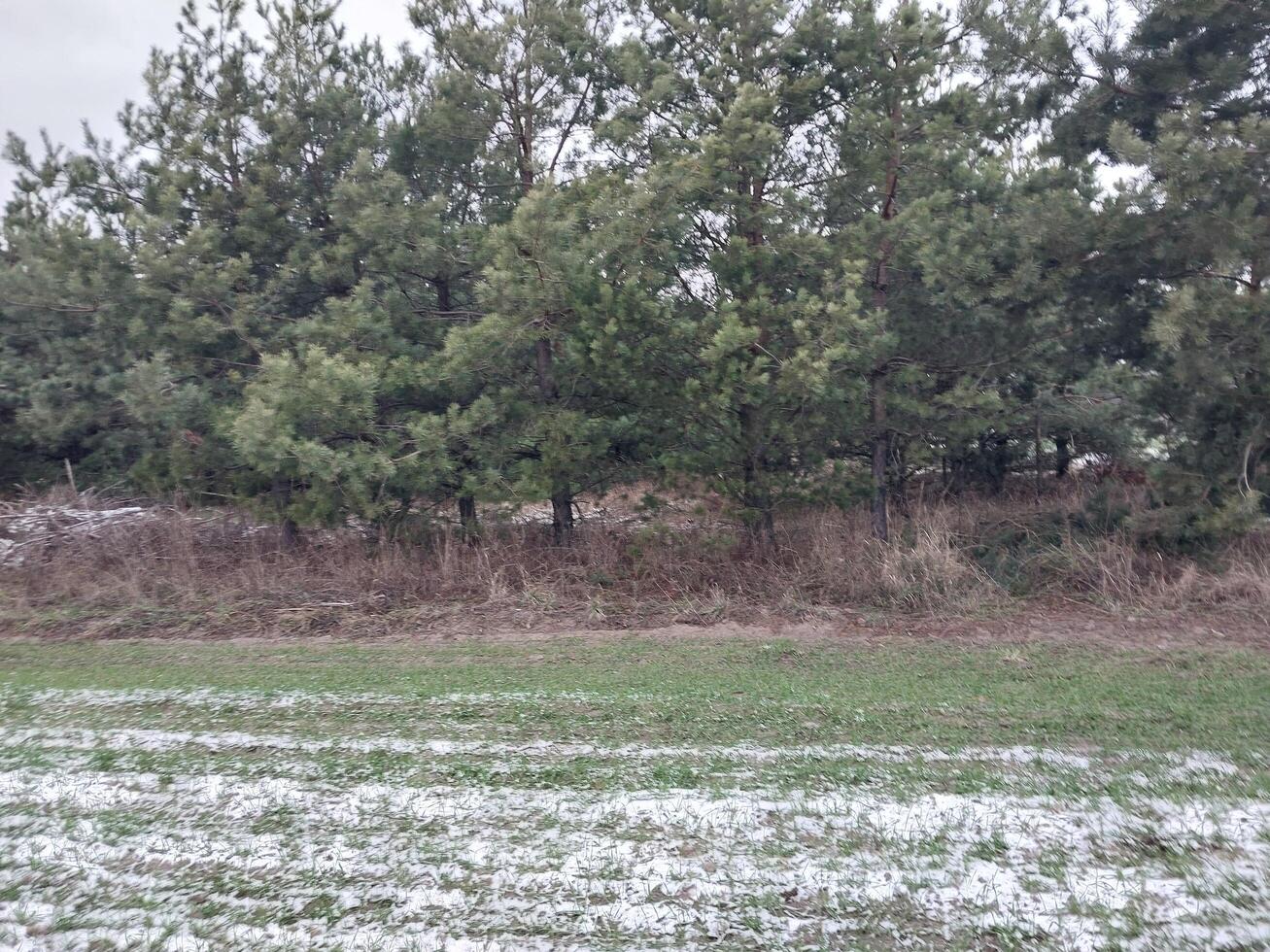 neige est tombée sur un agricole champ photo