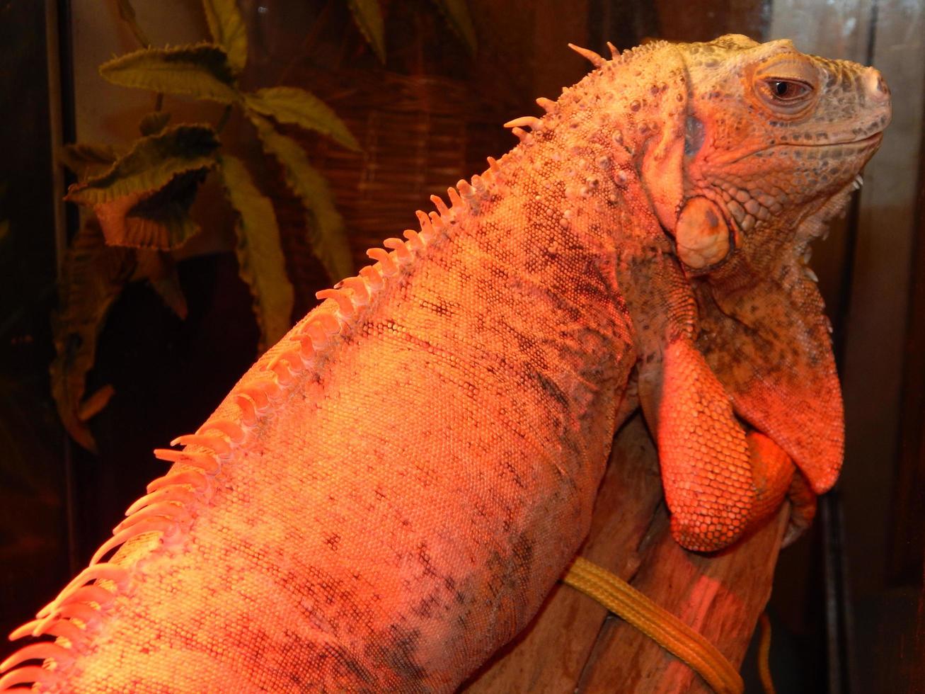 iguane vivant dans un terrarium et illuminé avec une lampe à quartz photo