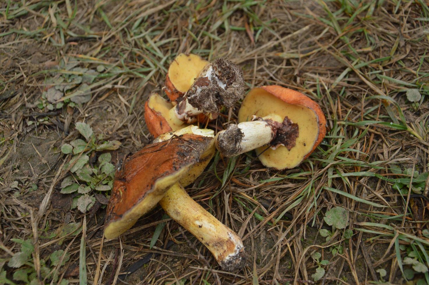 Champignons forestiers gros plan sur l'arrière-plan photo