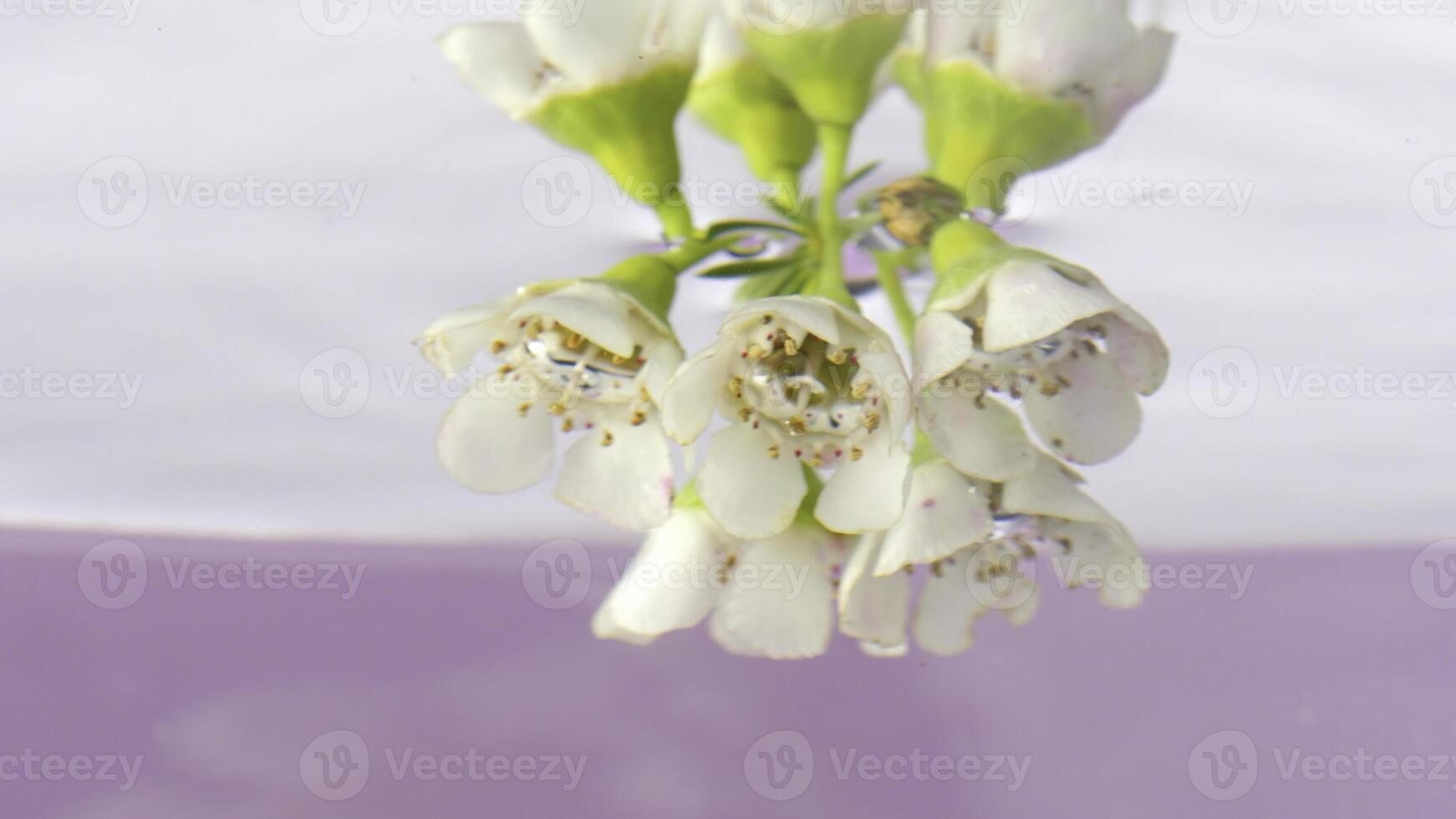 blanc délicat fleurs.stock images. une petit branche avec fleurs est abaissé dans le l'eau et complètement enveloppé photo