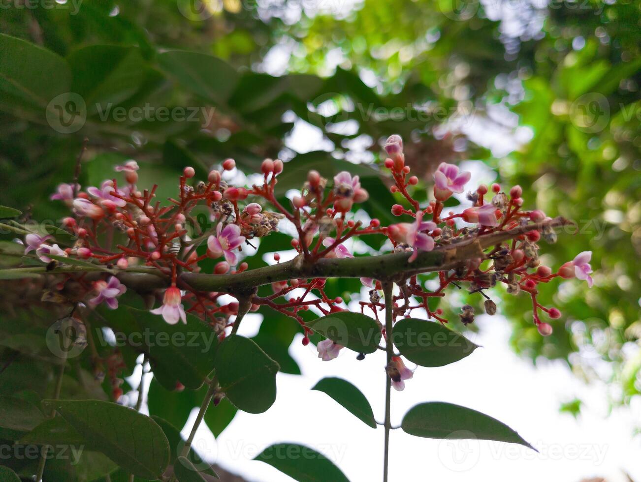 fleurs de le étoile fruit arbre photo