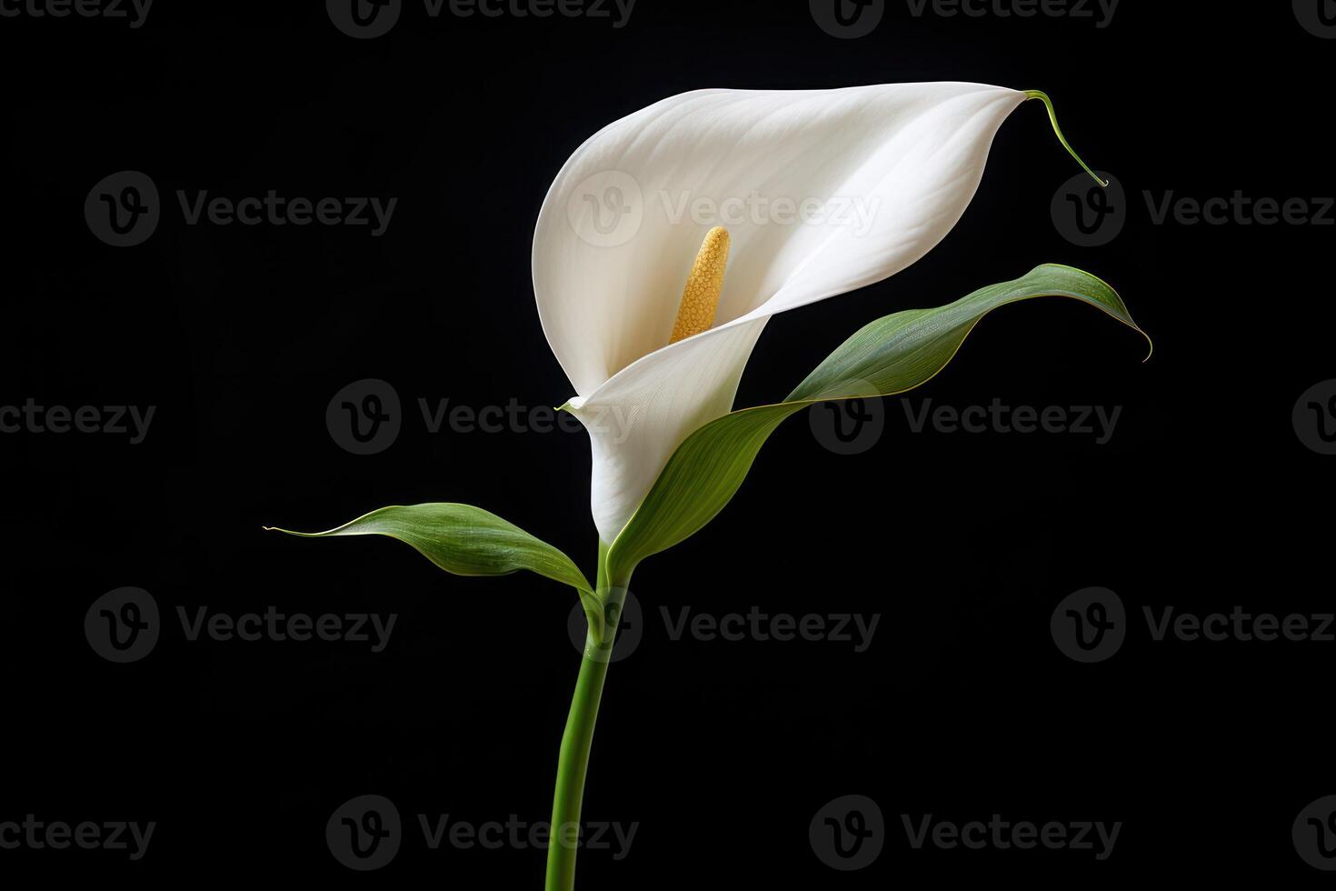 ai généré blanc calla lis sur foncé Contexte condoléances carte pour funéraire photo