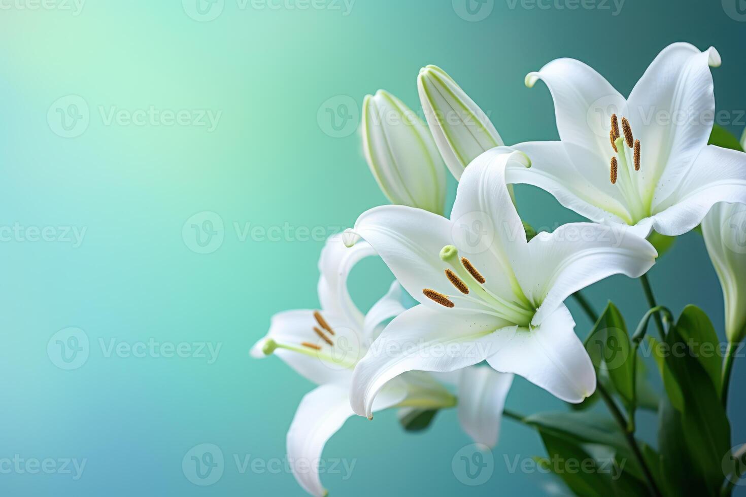 ai généré proche en haut de blanc lis sur sarcelle toile de fond avec bokeh et doux brouiller photo