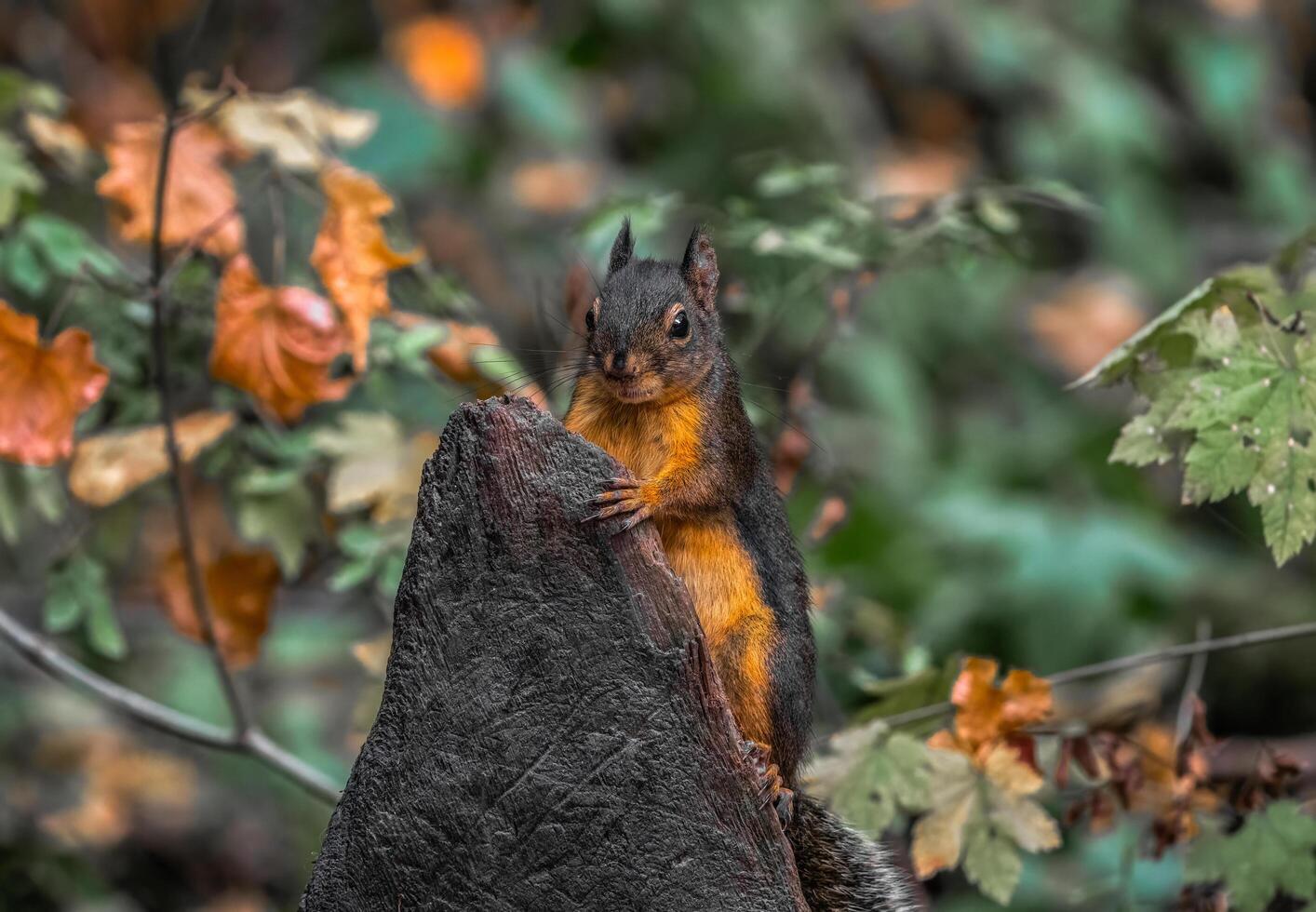 une écureuil est assis sur Haut de une arbre souche photo