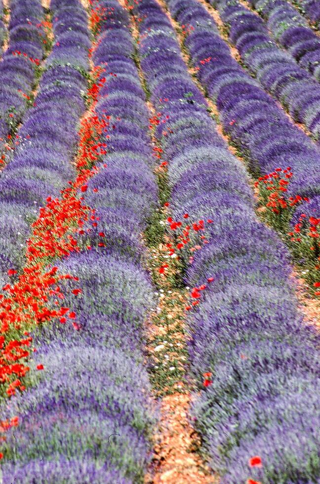 lavande des champs avec rouge coquelicots photo