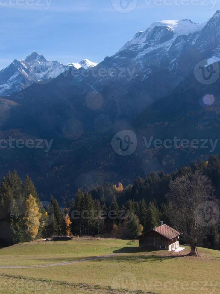 une champ avec une vache photo