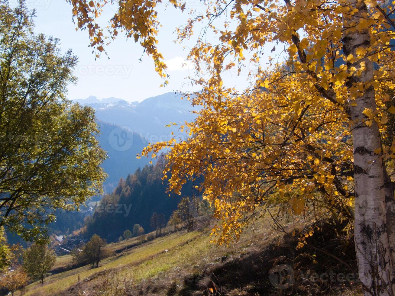 une arbre avec Jaune feuilles photo