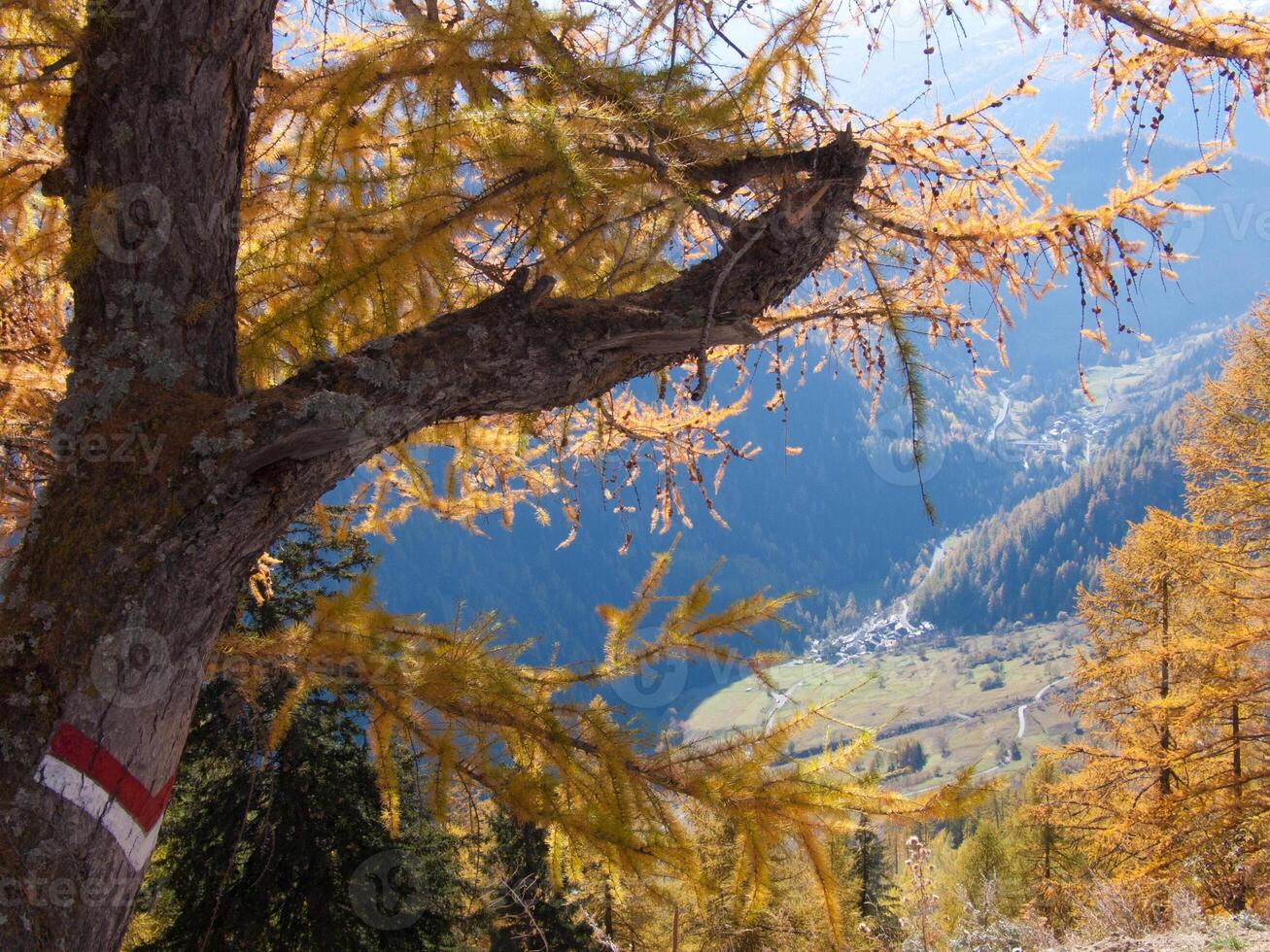 une arbre avec Jaune feuilles photo