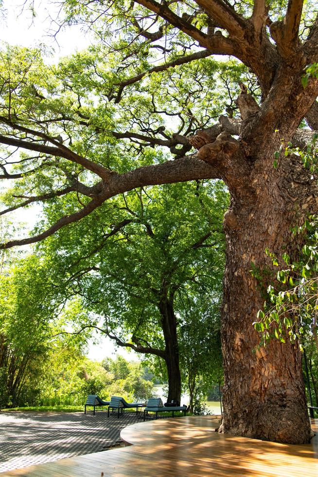 branche grands arbres et feuille verte photo