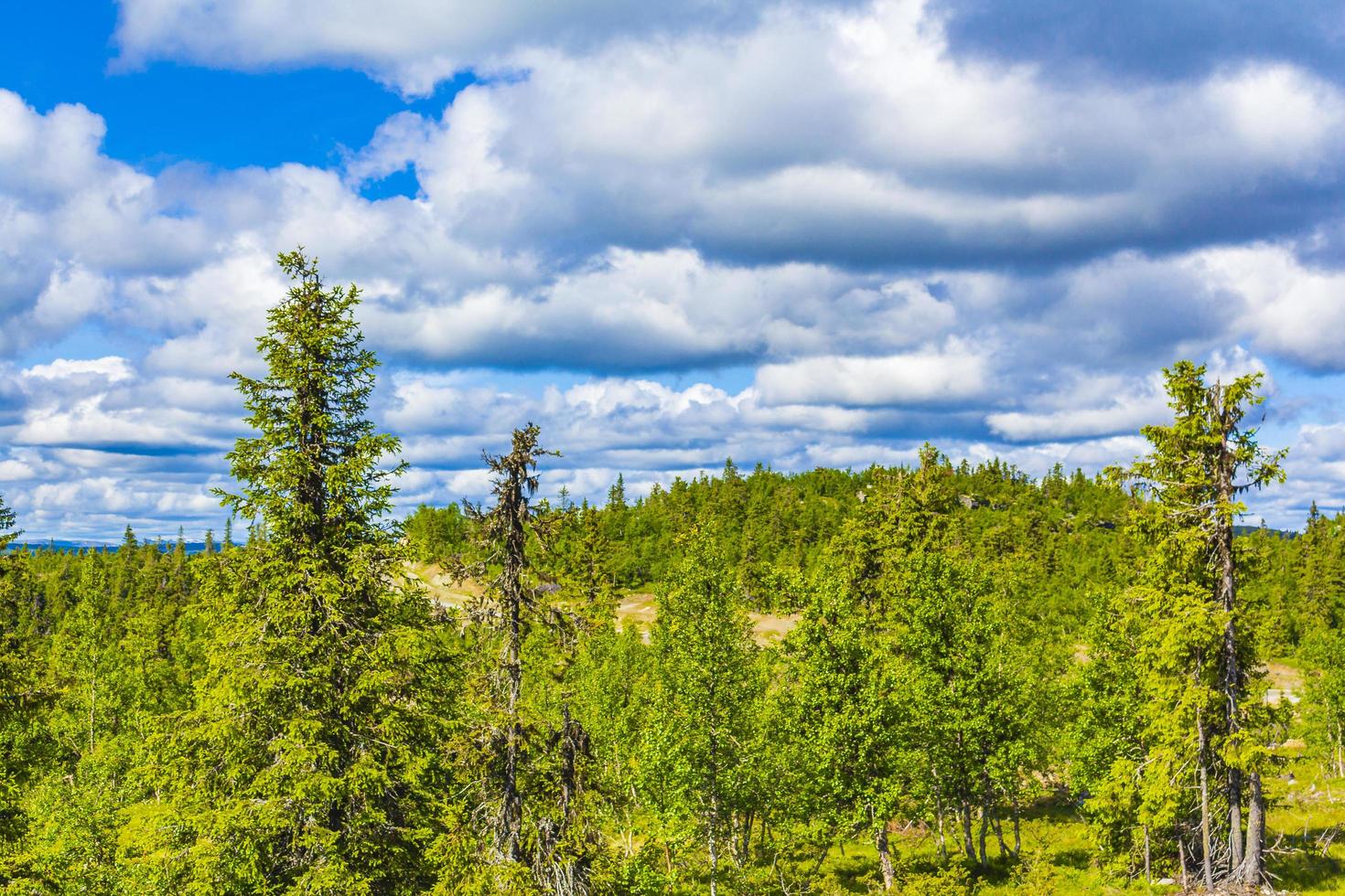 beau panorama avec la nature des montagnes forestières à kvitfjell favang norvège. photo