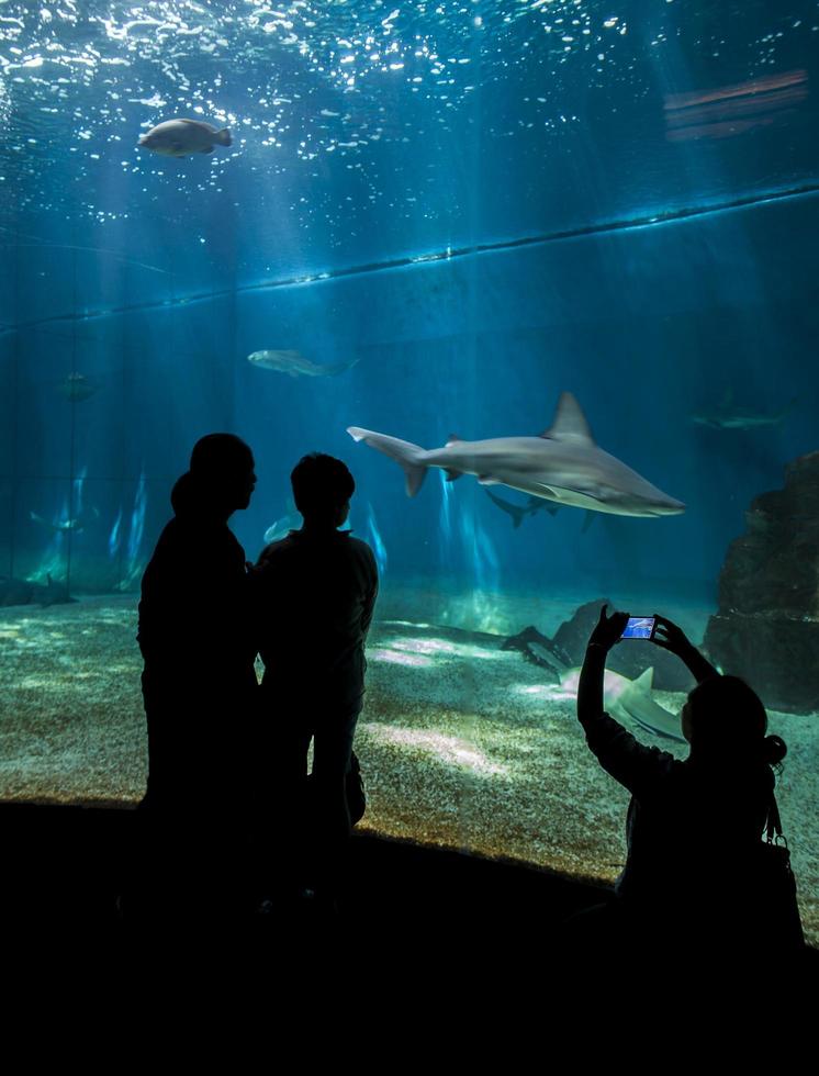 Gênes, Italie, 2 juin 2015 - personnes non identifiées à l'aquarium de Gênes. l'aquarium de génois est le plus grand aquarium d'italie et parmi les plus grands d'europe. photo