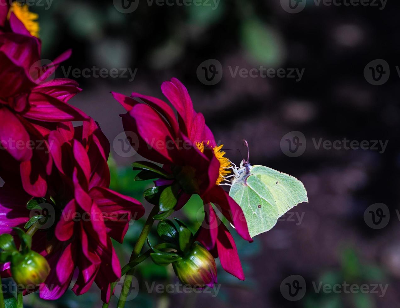 beau papillon sur la fleur dans un jardin photo