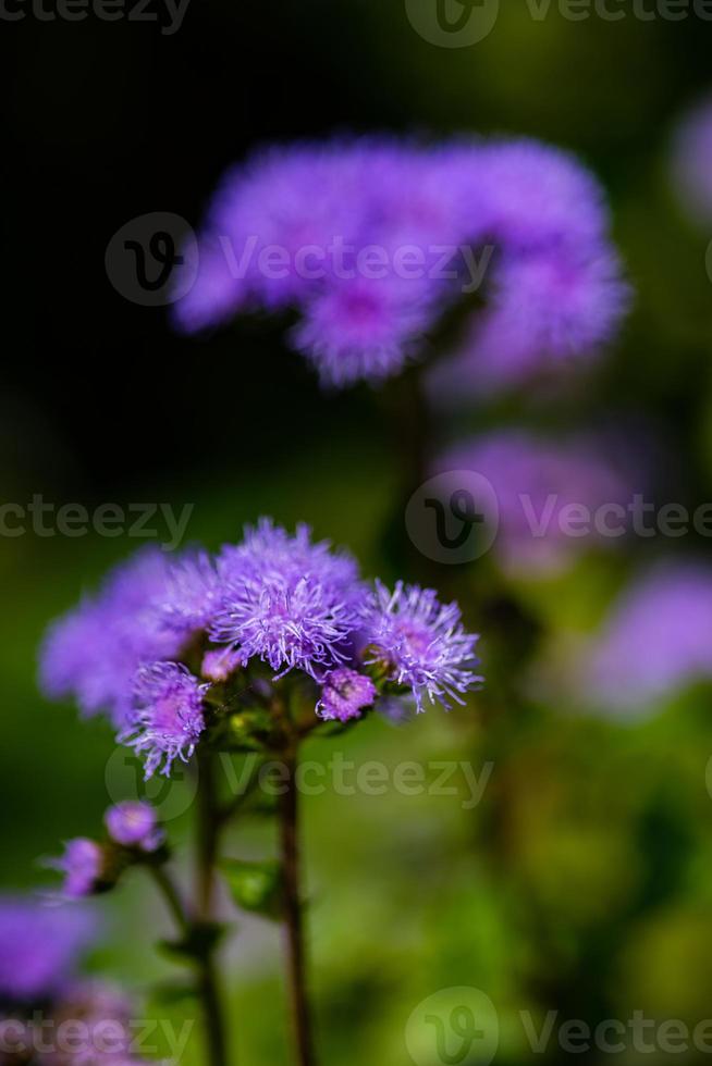 Close up of blue ageratum fleur photo