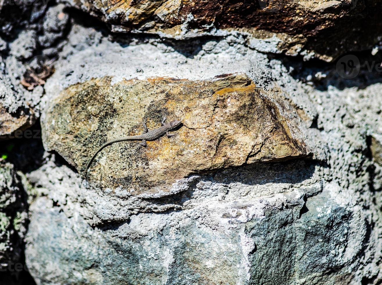 petit lézard reptile photo