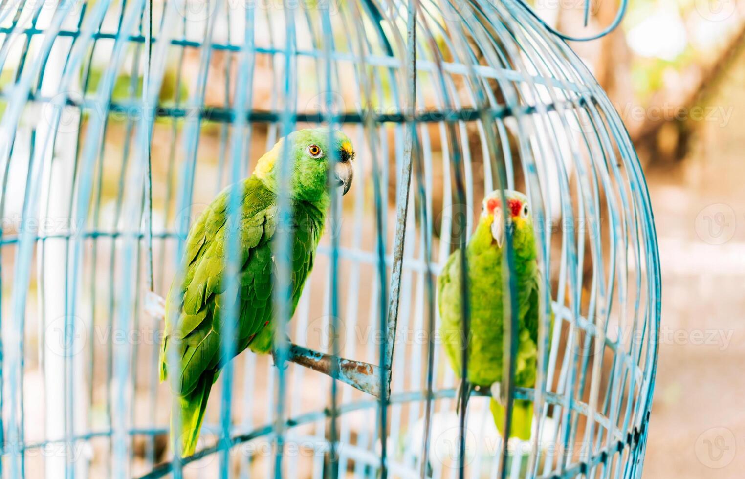 portrait de deux magnifique vert perroquets dans une cage. deux magnifique et coloré à nuque jaune perroquet dans une cage photo