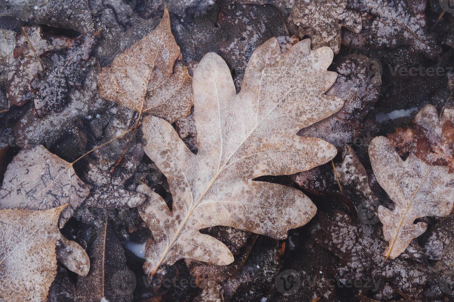 feuilles d'automne gelées sous une glace transparente et transparente. photo