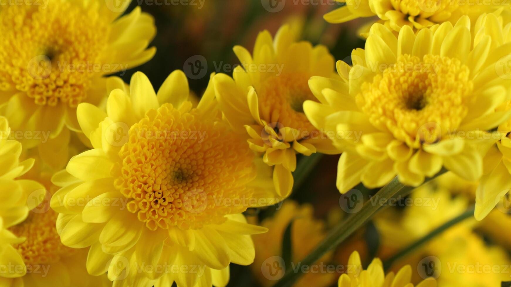 gros plan de fleurs jaunes photo