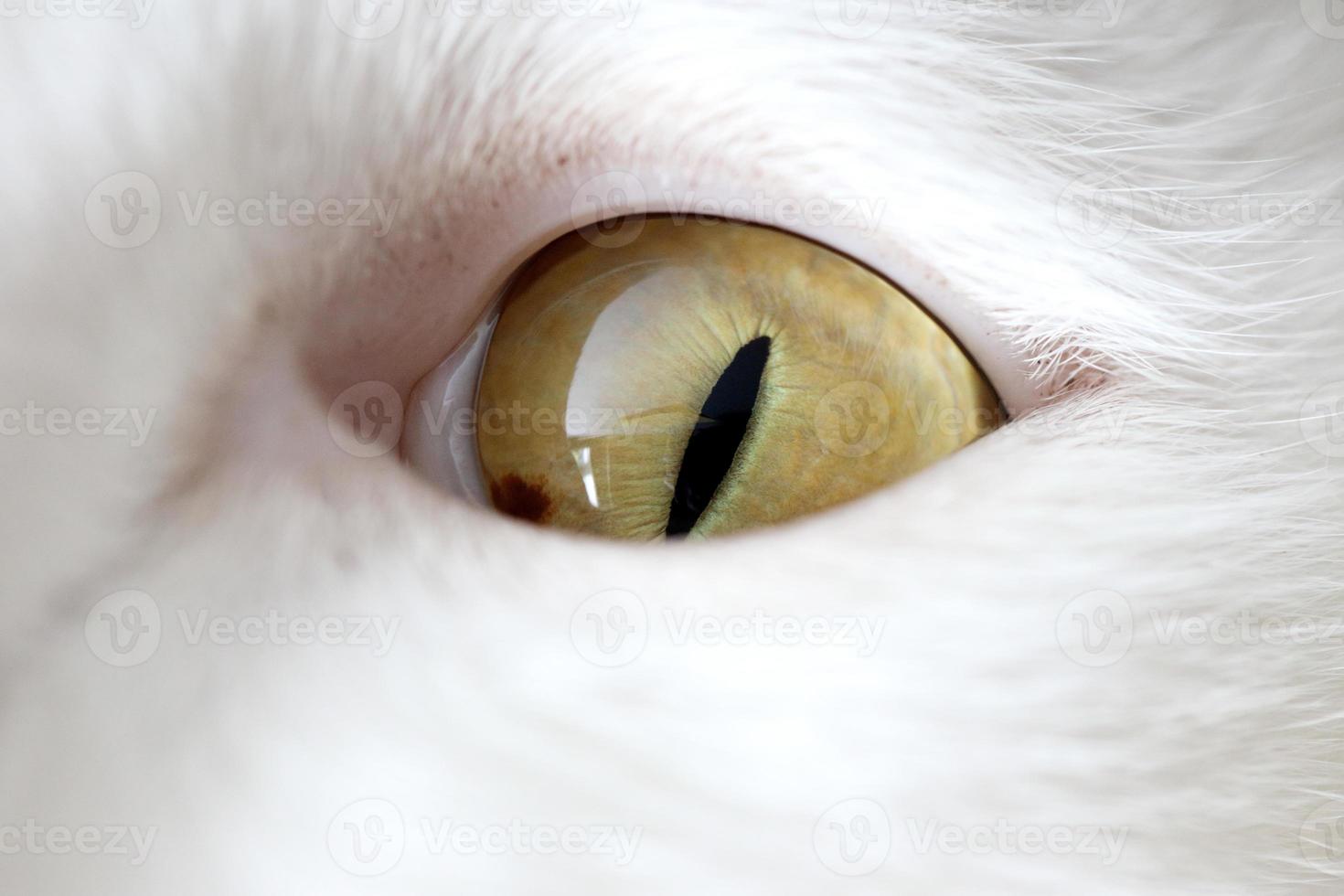 yeux de chat photo
