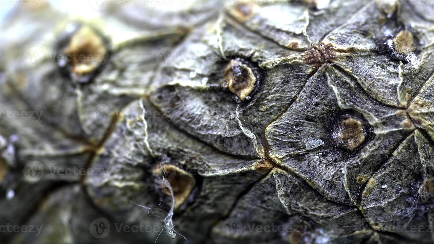 fermer de cèdre cône aboyer. biologique Naturel écorce de pin cônes avec texture de bois cellules. fermer coup de écorce cônes avec tout détaillé coupes photo