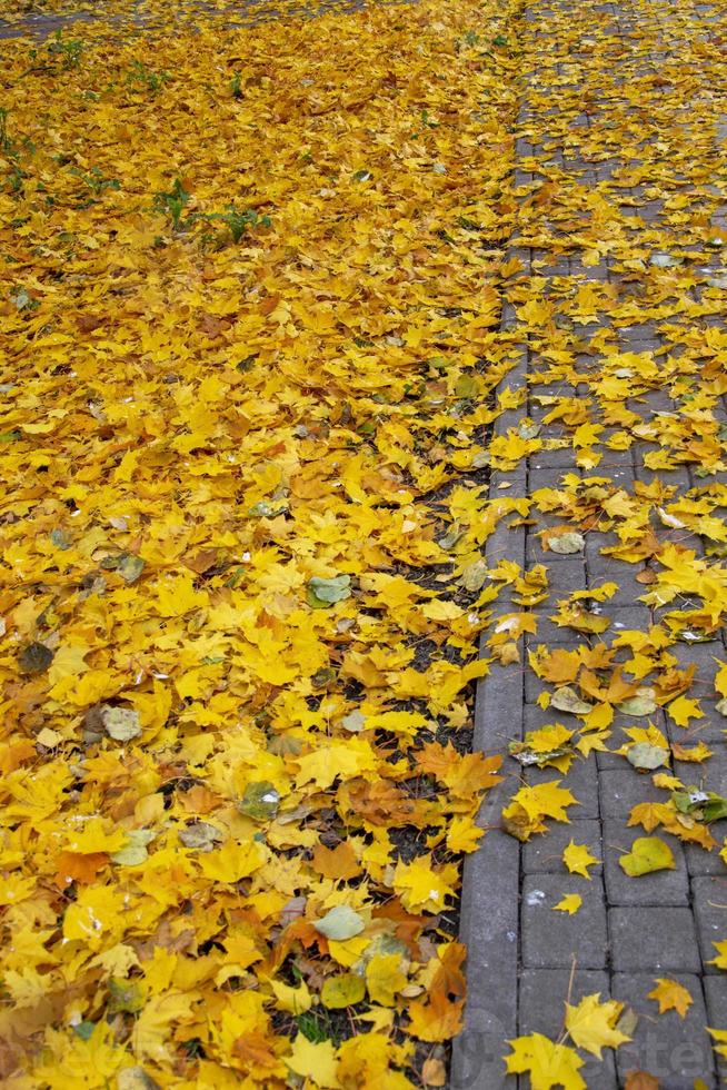 feuillage jaune sur le trottoir du parc. le chemin est jonché de feuilles mortes. photo