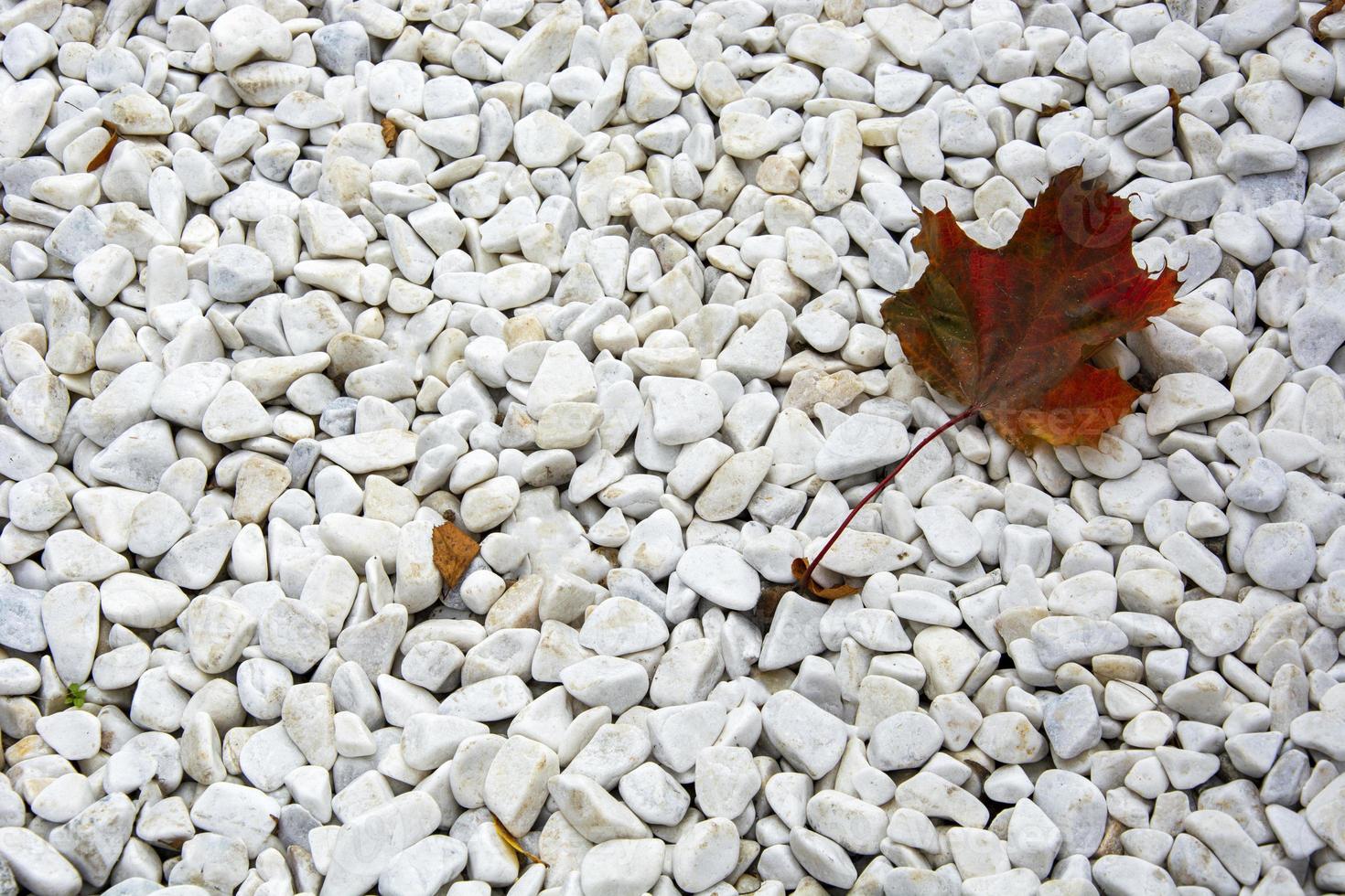 une feuille d'érable repose sur du gravier blanc. fond de pierres et de feuilles. photo