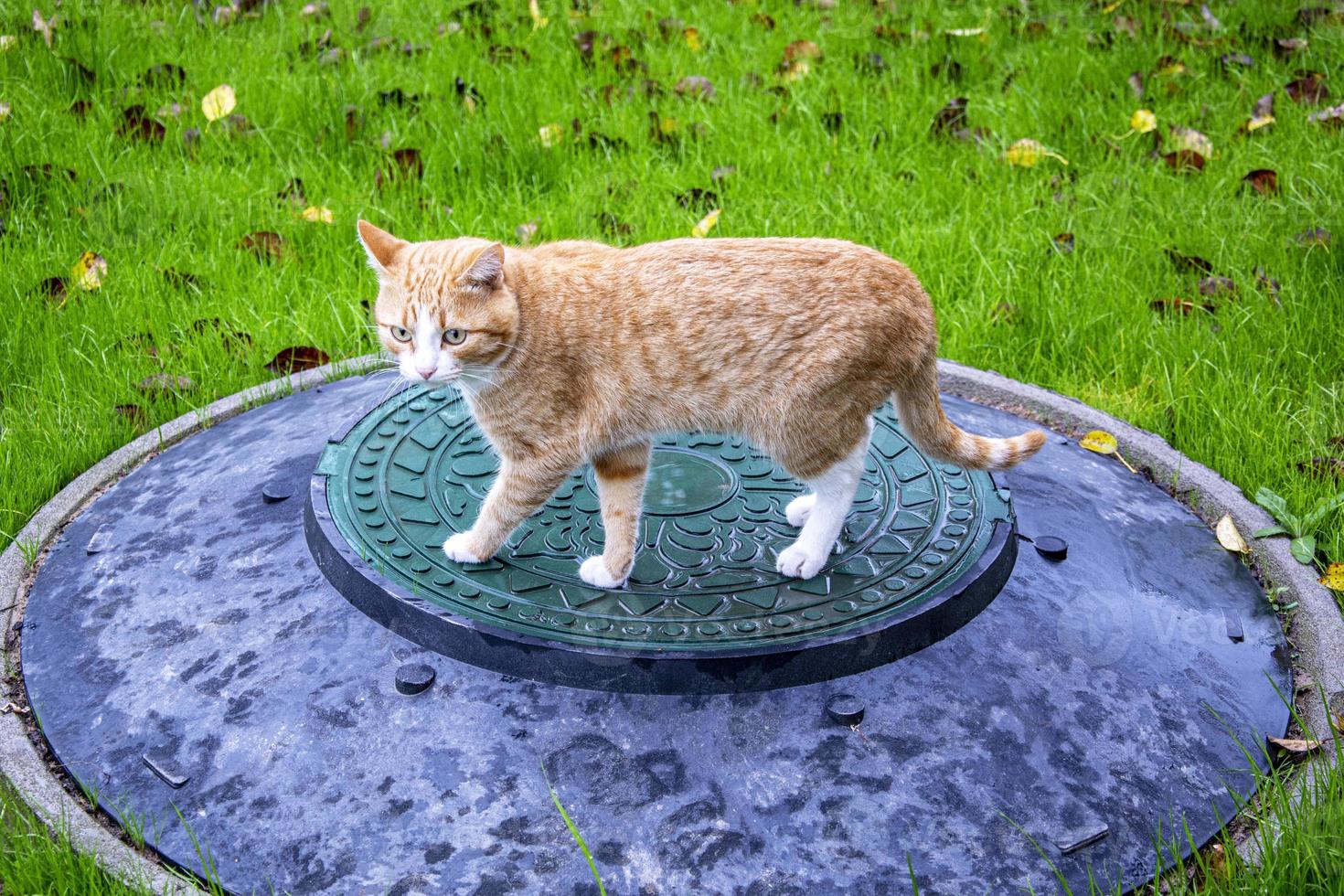 un chat roux se promène dans la cour en automne. trappe d'égout. feuilles jaunes sur une pelouse verte. photo