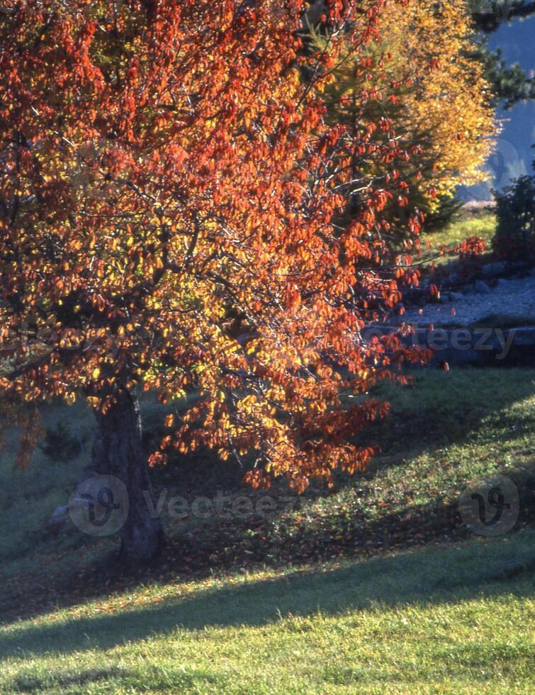 une rouge et Orange arbre dans le milieu de une champ photo