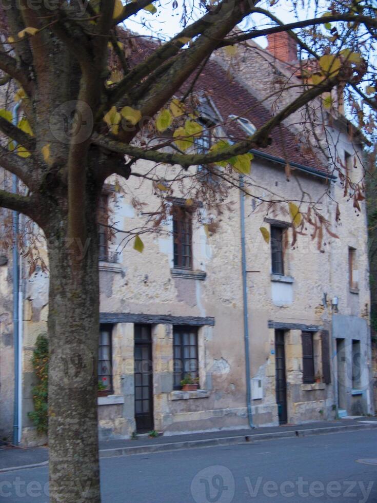 une arbre avec feuilles photo