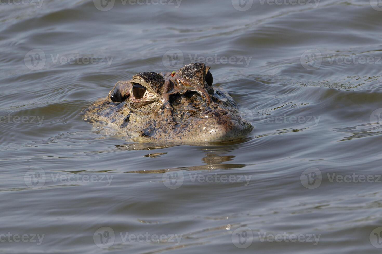 noir caïman, mélanosuchus Niger, nager dans le madre de dios rivière, manu nationale parc, péruvien amazone, Pérou photo