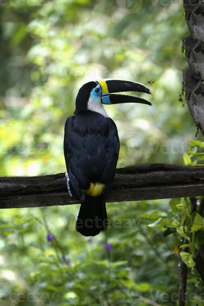 blanc gorge toucan, Ramphastos tucanus, manu nationale parc nuage forêt, Pérou photo