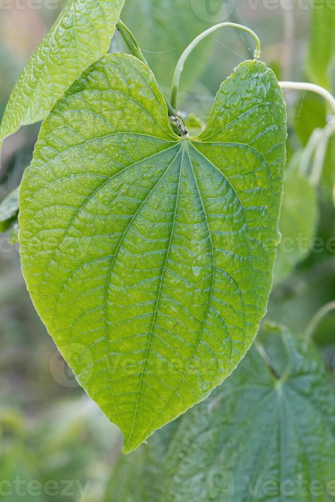 dioscorea bulbifère feuille, amazonien forêt tropicale, amazonas État, Brésil photo