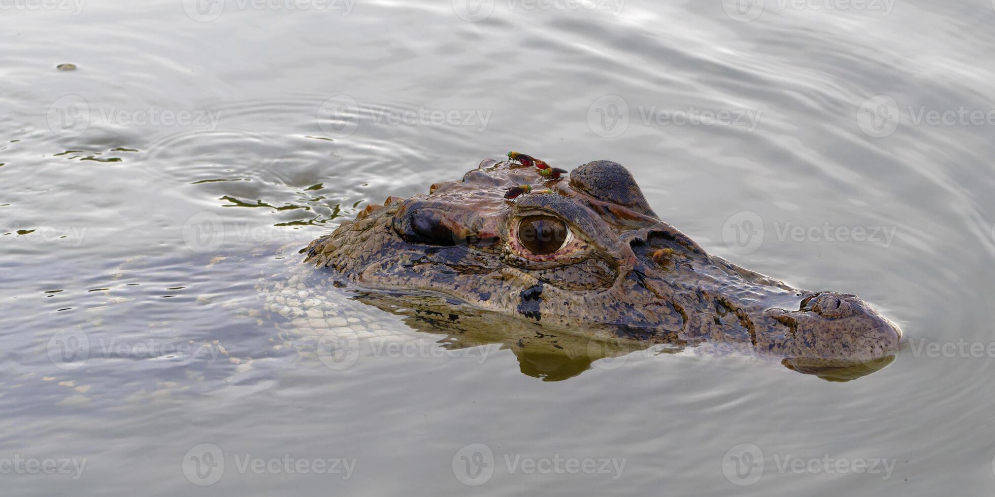 noir caïman, mélanosuchus Niger, nager dans le madre de dios rivière, manu nationale parc, péruvien amazone, Pérou photo