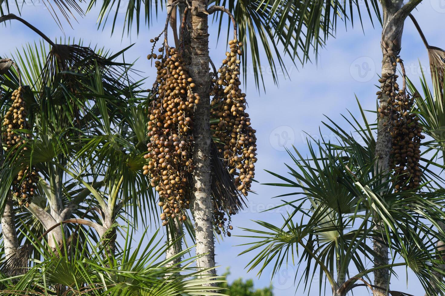 des fruits de le maurice flexuosa paume arbre connu comme le moriche palmier, para État, Brésil photo