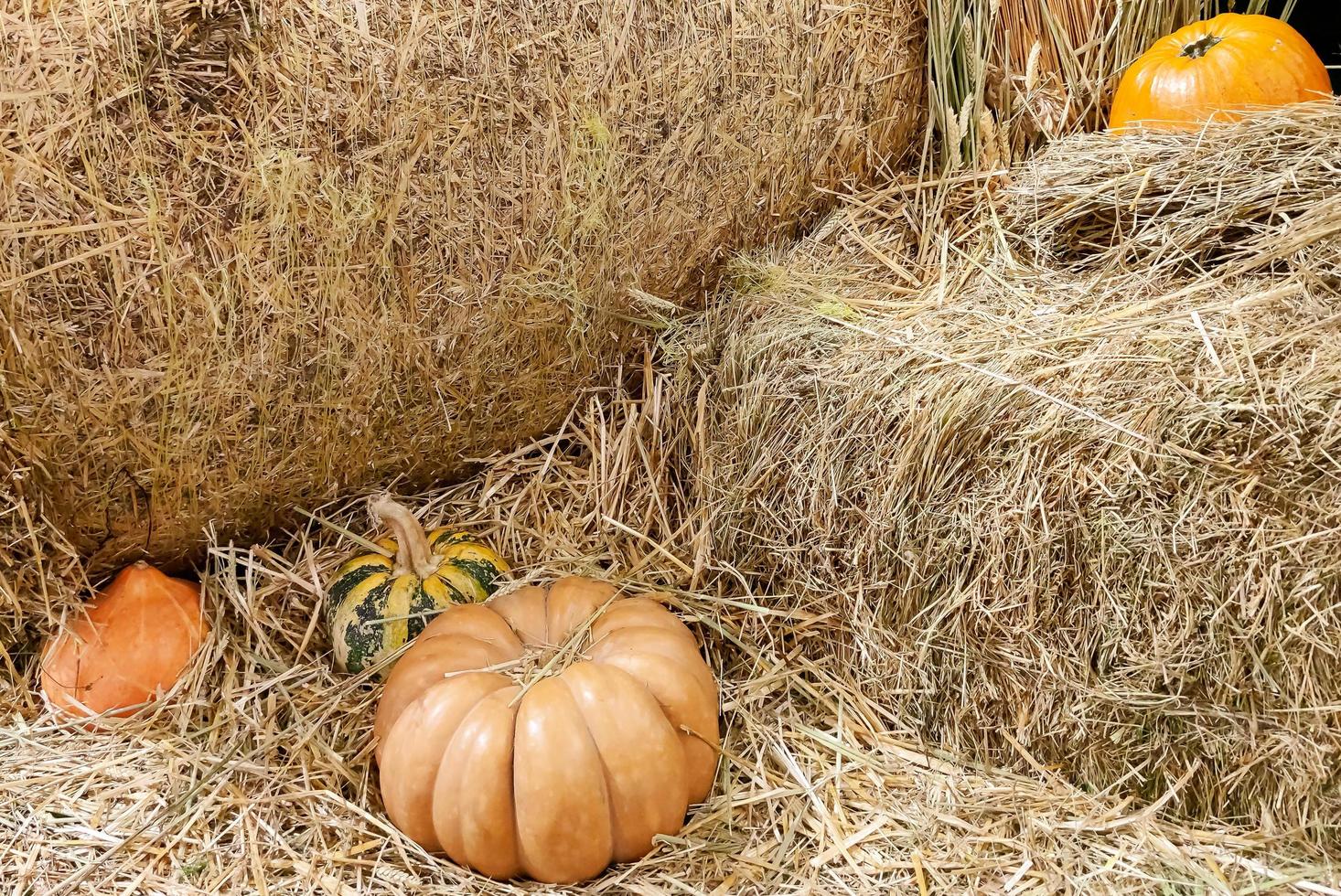 quatre grosses citrouilles mûres de différentes sortes dans le foin. une illustration pour la fête de la récolte et de l'action de grâces photo